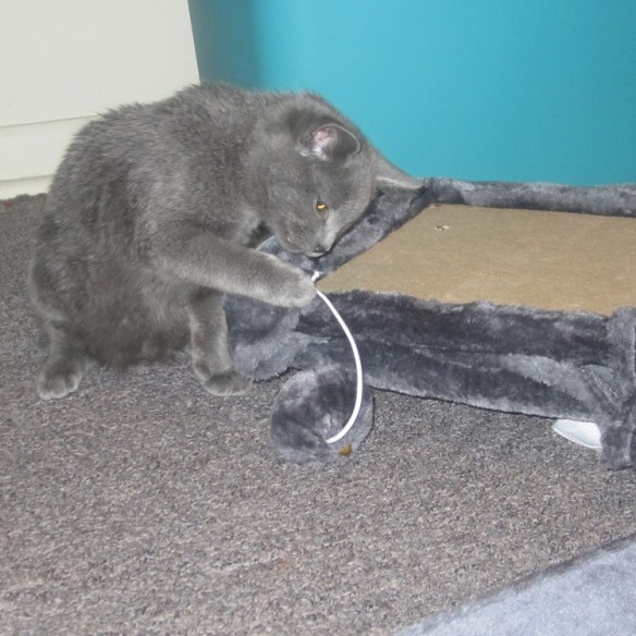 construction toby towers feb 6 two