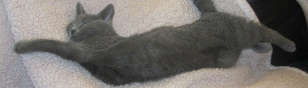 October the Cat (Toby Toebeans)