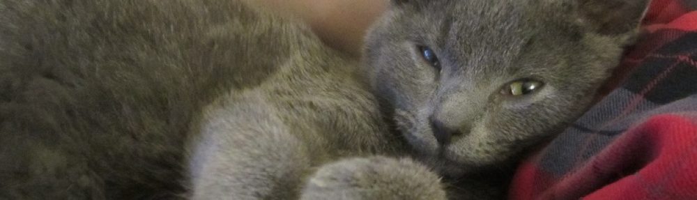 October the Cat (Toby Toebeans)