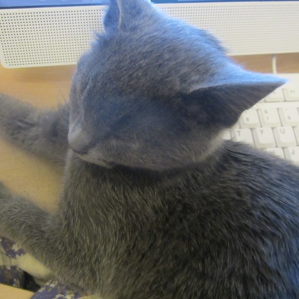 kitty keyboard feb 2020